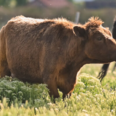 beef steer
