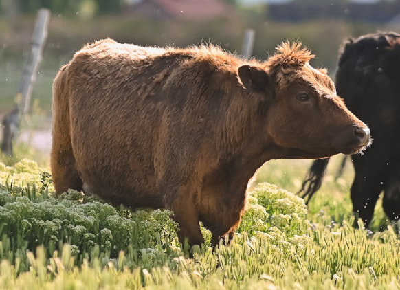 beef steer