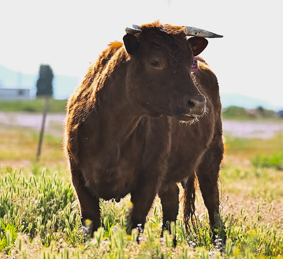 Why Dexter Cattle