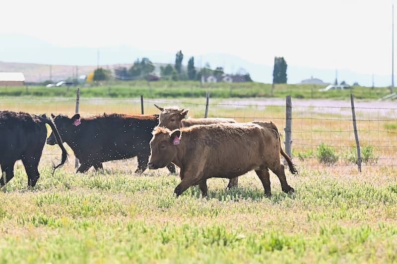 Farmers Market Beef vs. Single Farm Beef Delivery: What True Transparency Looks Like