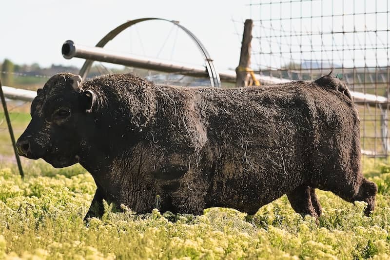 Why Heritage Beef Belongs in a Premium Kitchen