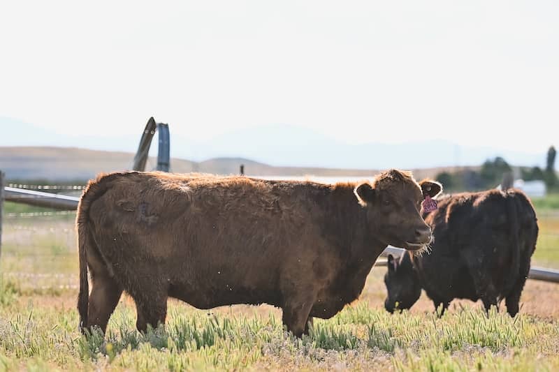 Why 30 Months Produce Better Beef