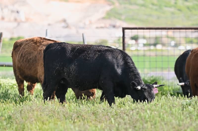 What Is Spider Marbling and Why Do You Want It in Your Beef?