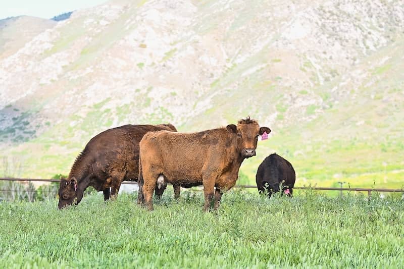 Grass-Finished Beef Matters More Than Grass-Fed