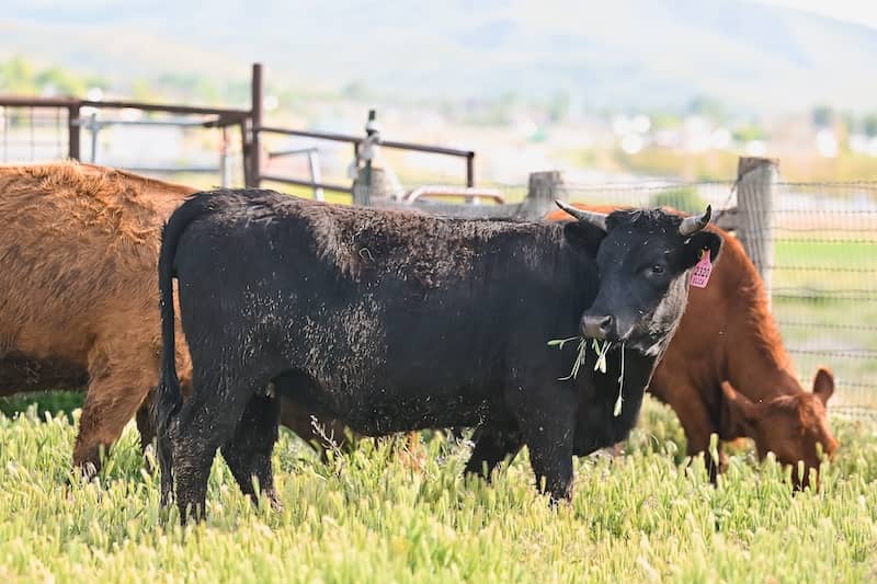Not Your Average Beef: What Sets Heritage Dexter Apart Not Your Average Beef: What Sets Heritage Dexter Apart