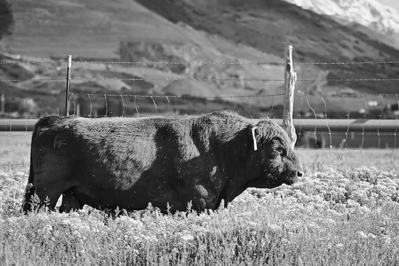 What Makes Dexter Beef Different From Conventional Beef?