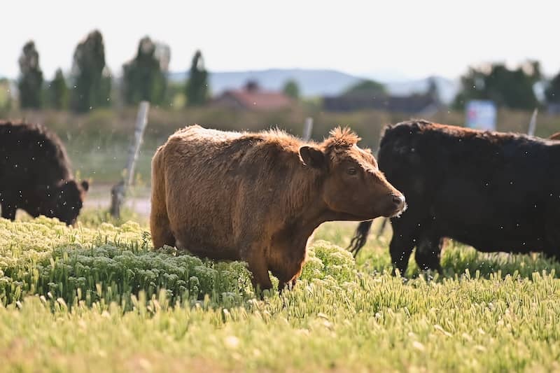 How To Cook Grass-Fed Dexter Beef Without Overdoing It