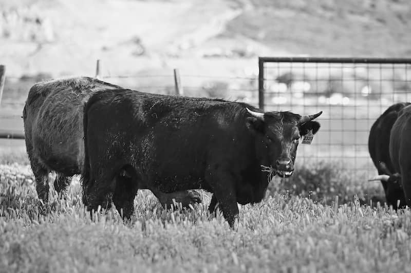 Simple Steps to a Better Grass-Fed Sirloin Steak