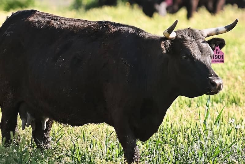 The Ground Beef That’s Aged Like a Steak