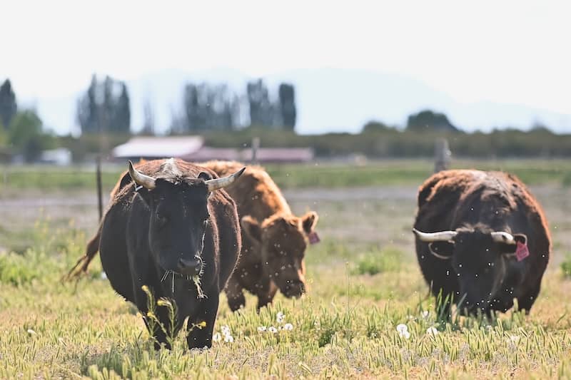 The Irish Roots of the Dexter Cattle Breed