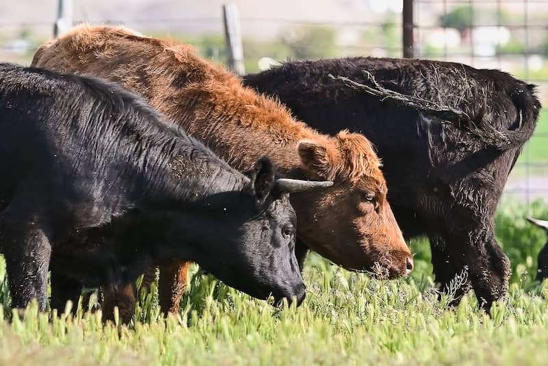 What Beef Color Tells You About Quality