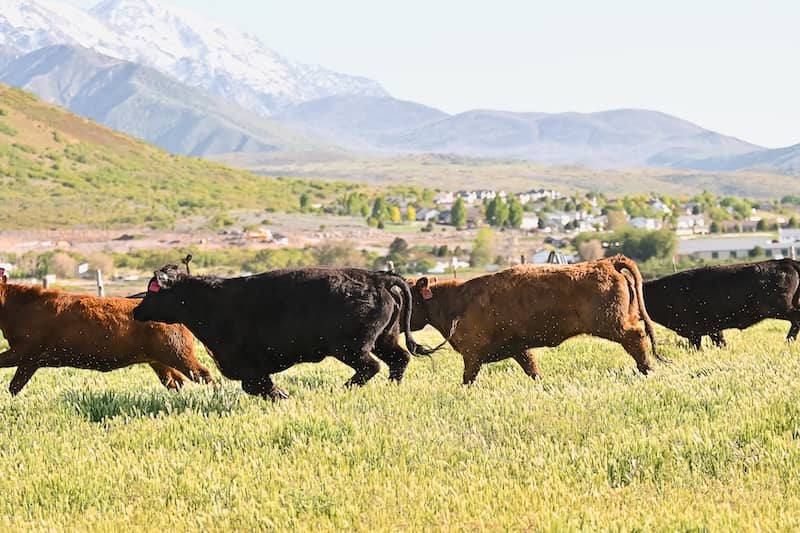 What To Know Before Buying Grass-Fed Beef Online