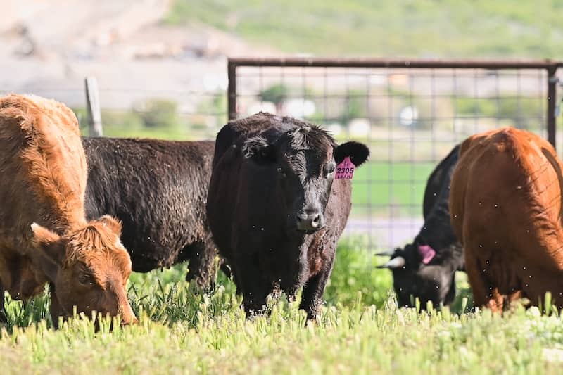 What USDA Beef Grades Don’t Tell You About Heritage Beef What USDA Beef Grades Don't Tell You About Heritage Beef