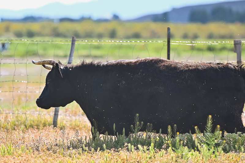How Dry-Aged Beef Gets Its Flavor