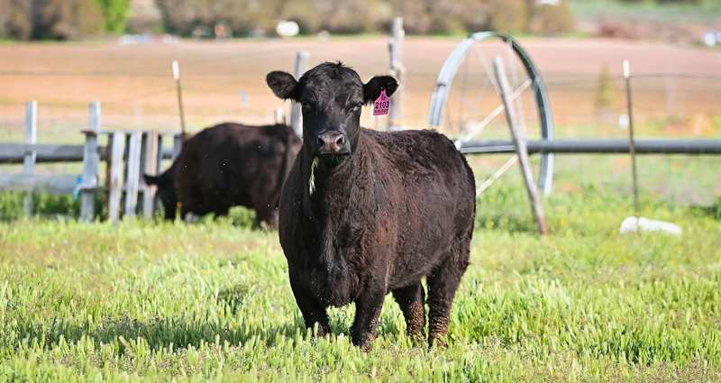 How to Reverse-Sear a Grass-Fed Ribeye Steak