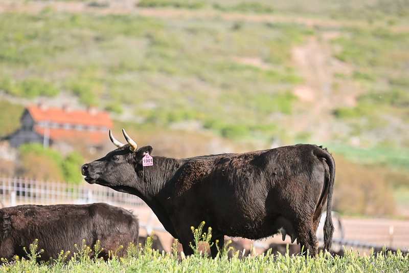 What 80/20 Grass-Fed Ground Beef Means for Your Dinner