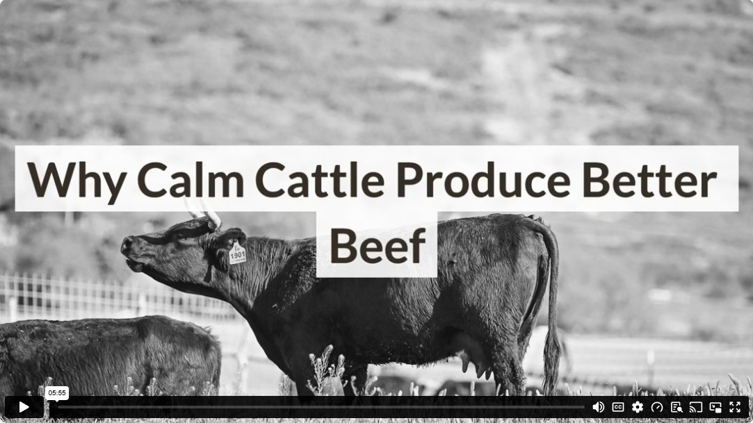 Why Calm Cattle Produce Better Beef