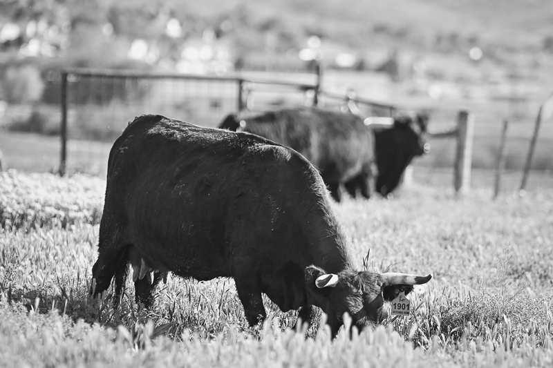 Grass-Fed Filet Mignon: Do Right by the Cut