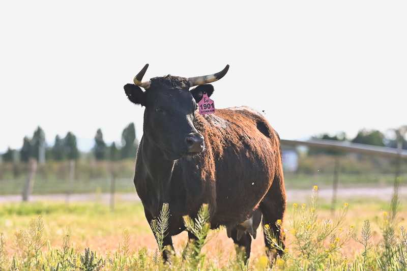 What’s the Difference Between Dry- And Wet-Aged Beef?